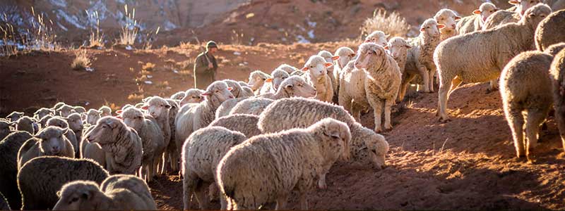 Sicily Gourmet Tour Italian Flavours