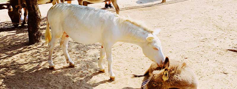 Sardinia Gourmet Tour Italian Flavours